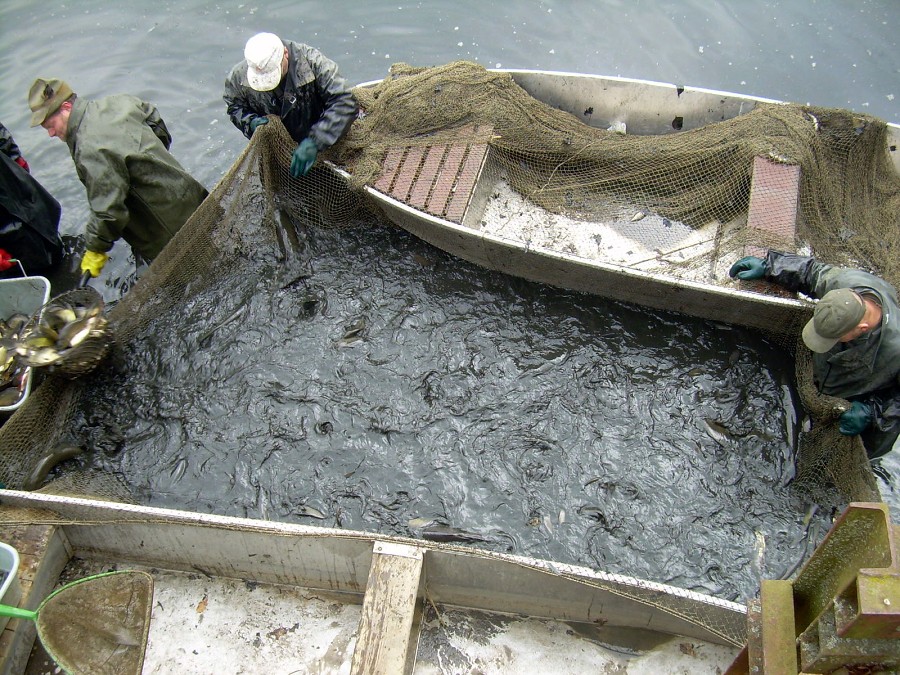 Malikovska 26.3.2011.