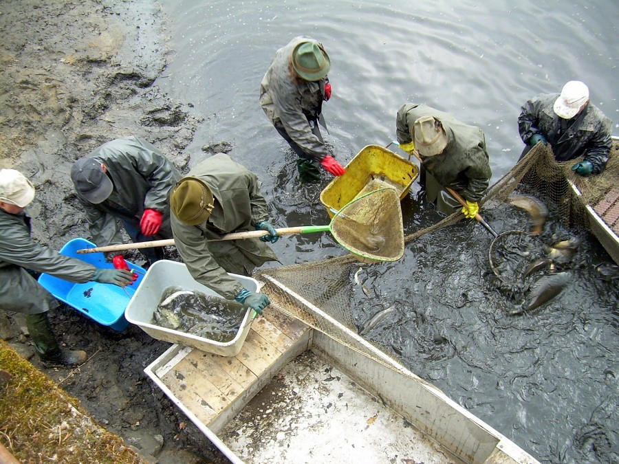 Malikovska 26.3.2011.