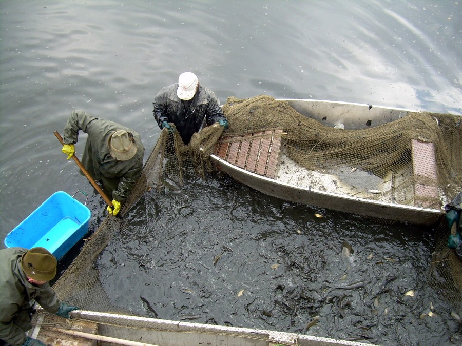 Malikovska 26.3.2011.