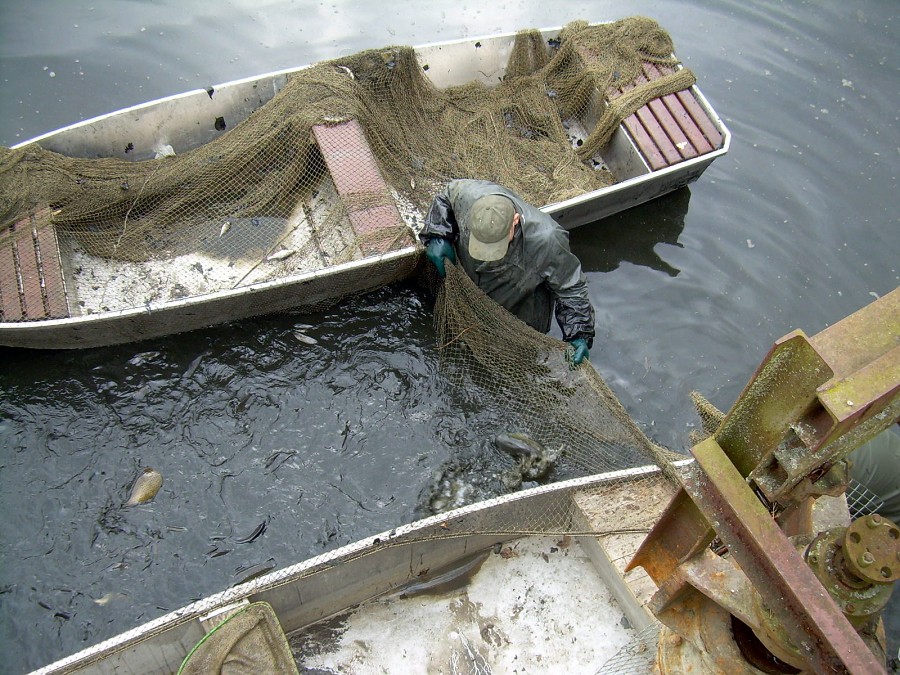 Malikovska 26.3.2011.