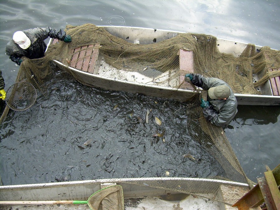 Malikovska 26.3.2011.