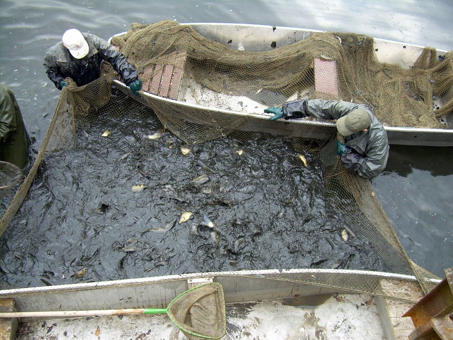 Malikovska 26.3.2011.