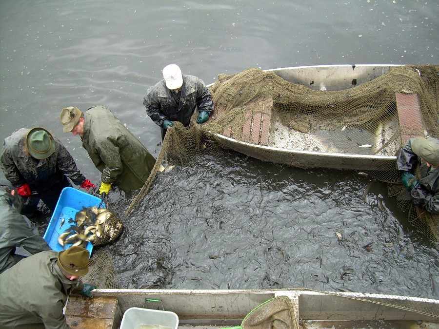 Malikovska 26.3.2011.