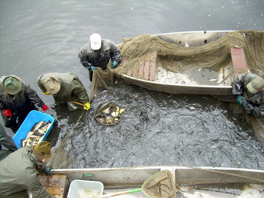 Malikovska 26.3.2011.