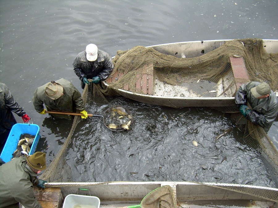 Malikovska 26.3.2011.