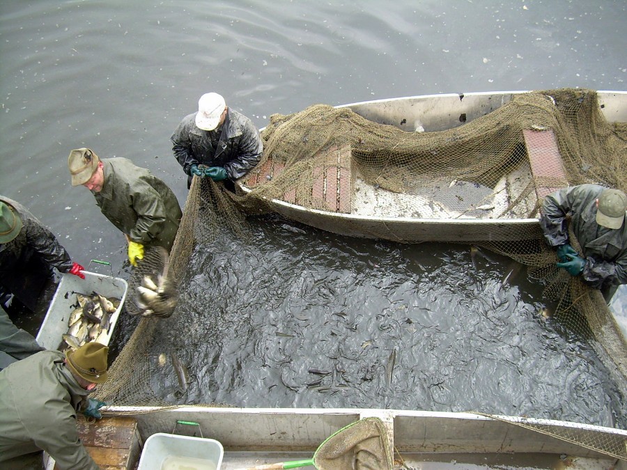 Malikovska 26.3.2011.