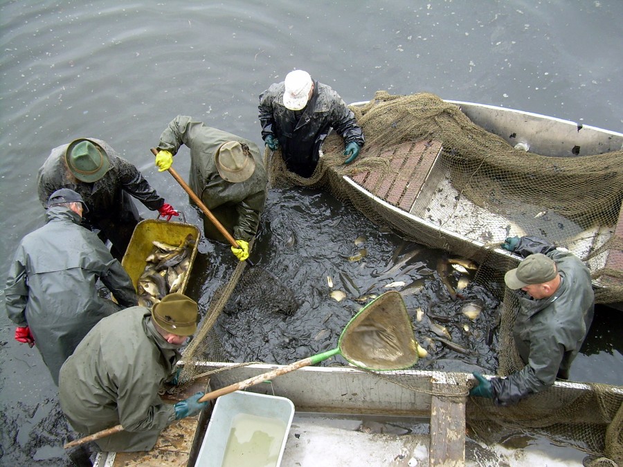Malikovska 26.3.2011.