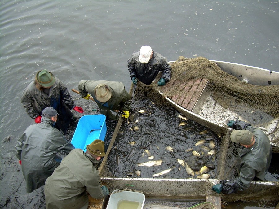 Malikovska 26.3.2011.