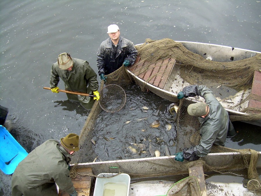 Malikovska 26.3.2011.