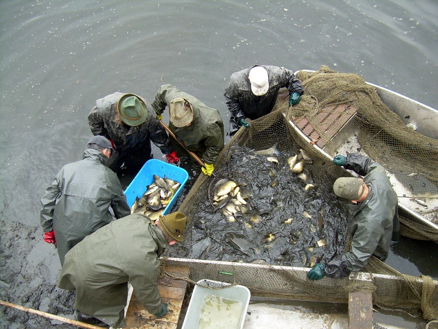 Malikovska 26.3.2011.