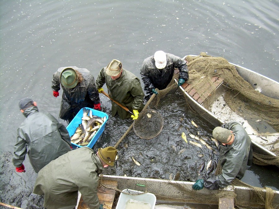 Malikovska 26.3.2011.