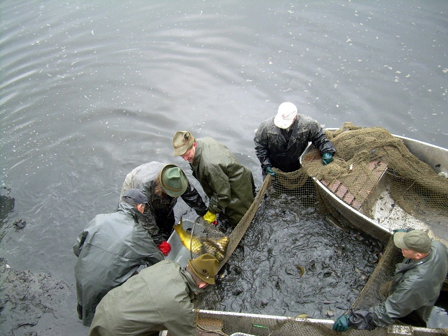 Malikovska 26.3.2011.