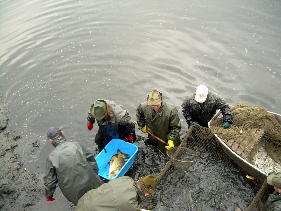 Malikovska 26.3.2011.