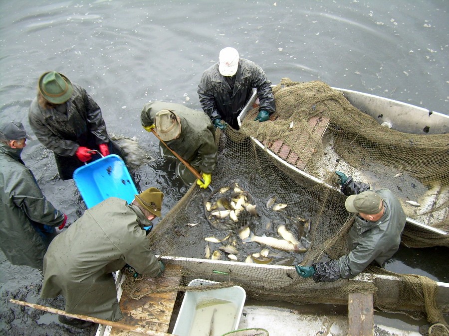 Malikovska 26.3.2011.