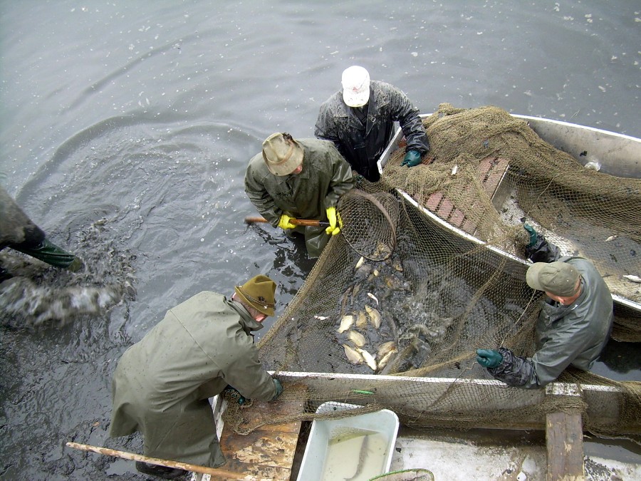 Malikovska 26.3.2011.