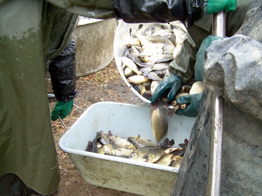 Malikovska 26.3.2011.