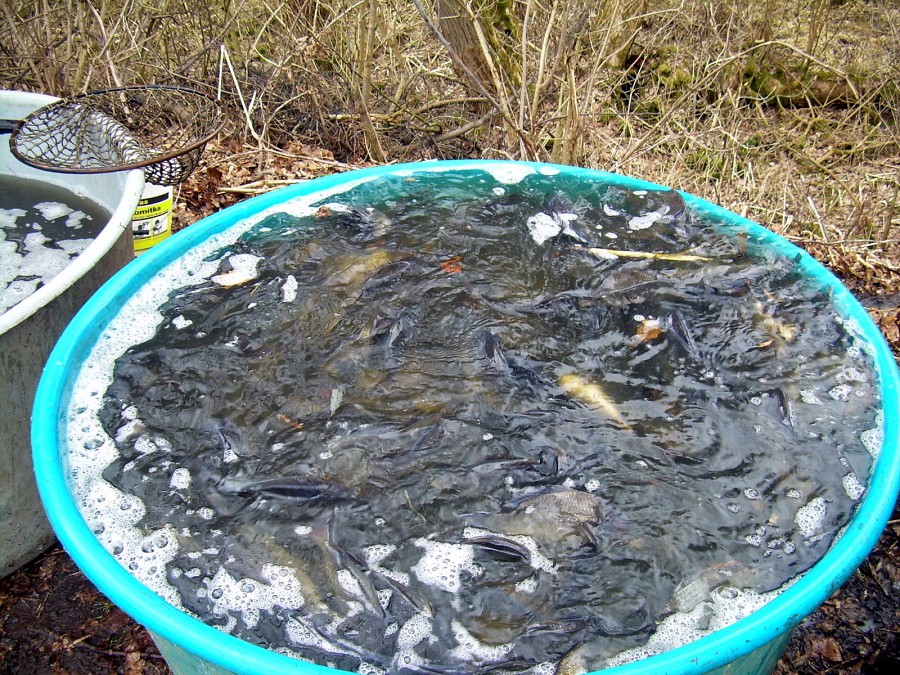 Malikovska 26.3.2011.