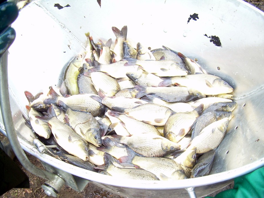 Malikovska 26.3.2011.