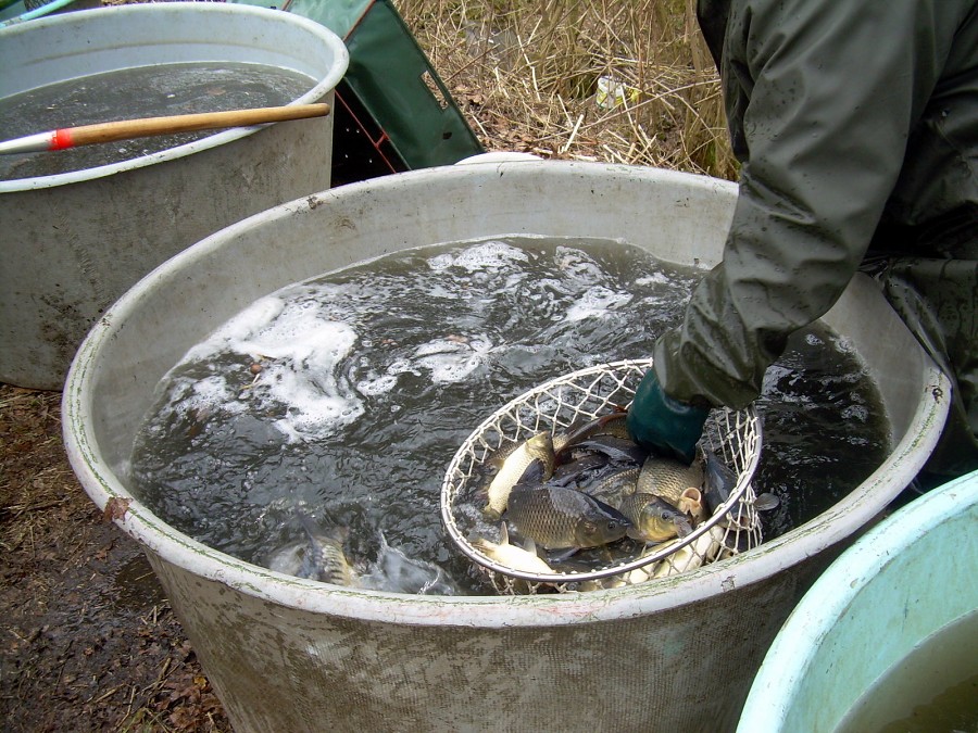 Malikovska 26.3.2011.