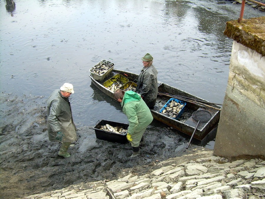 Malikovska 26.3.2011.