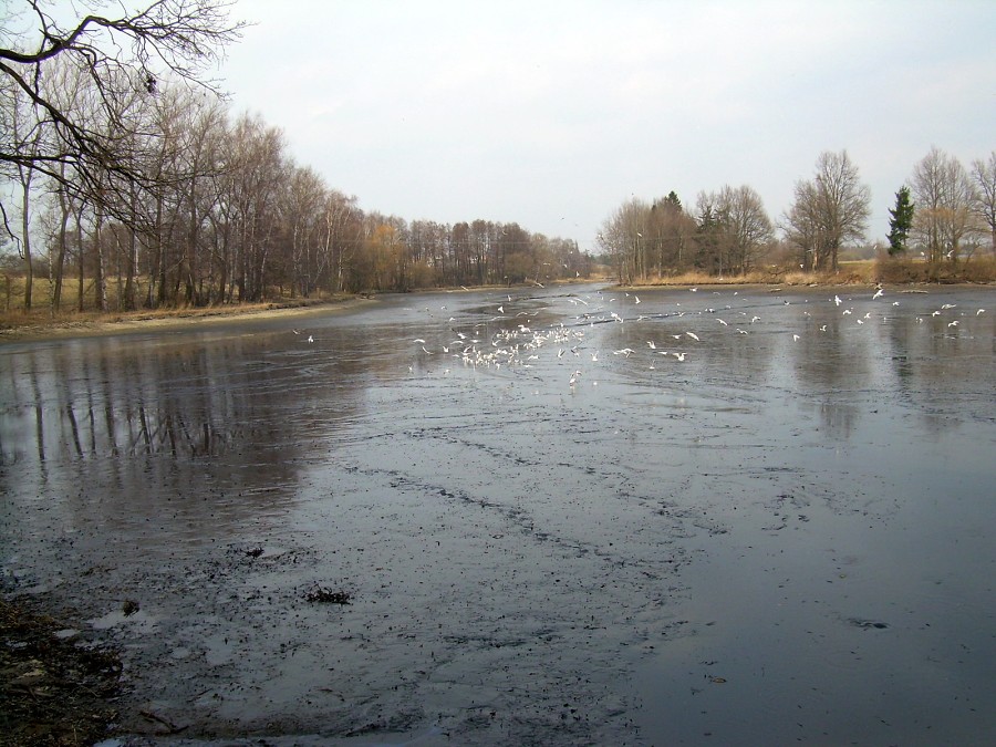 Malikovska 26.3.2011.