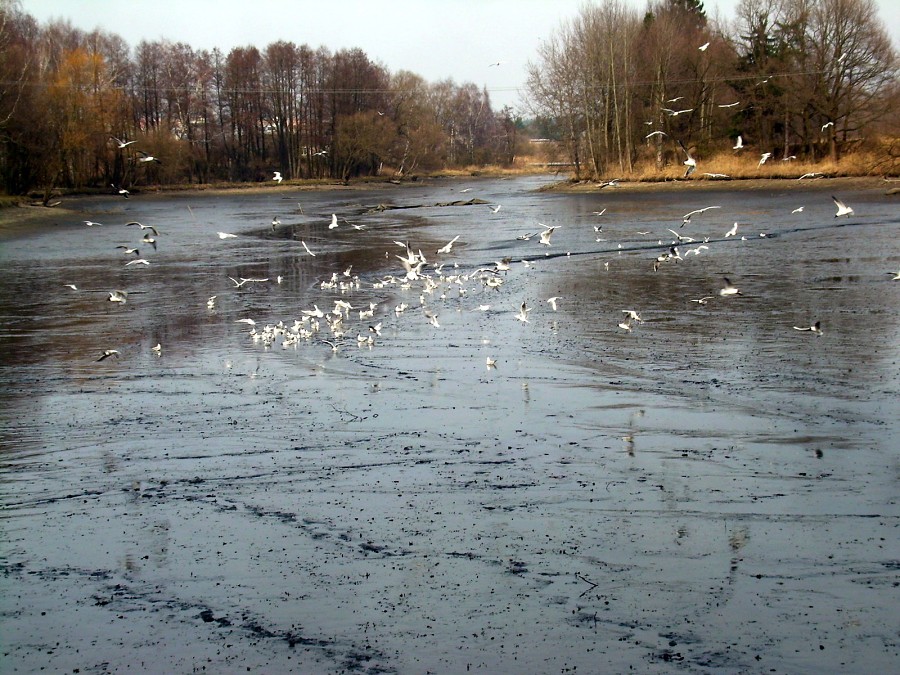 Malikovska 26.3.2011.