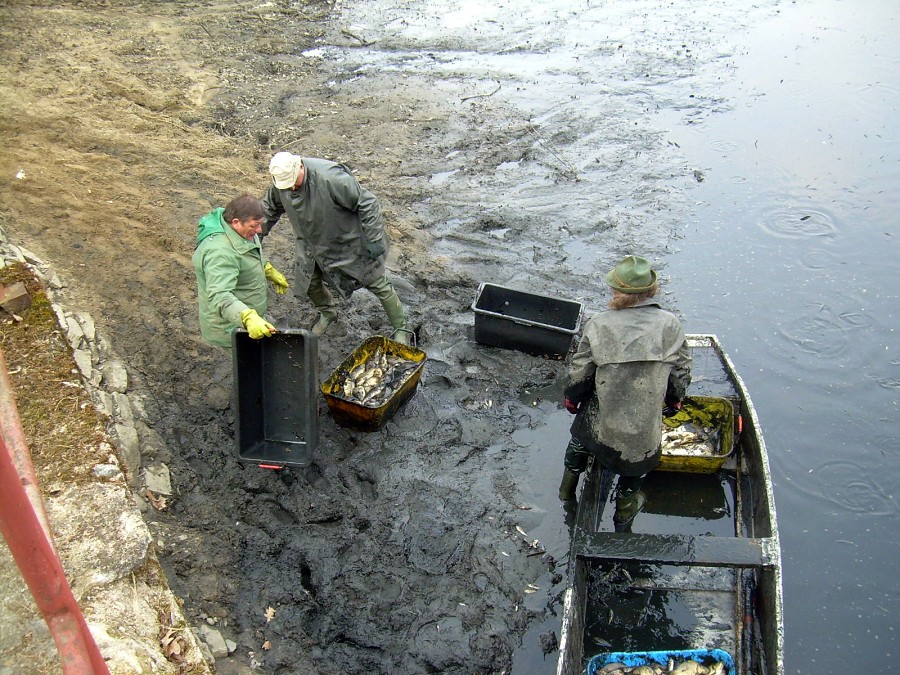 Malikovska 26.3.2011.