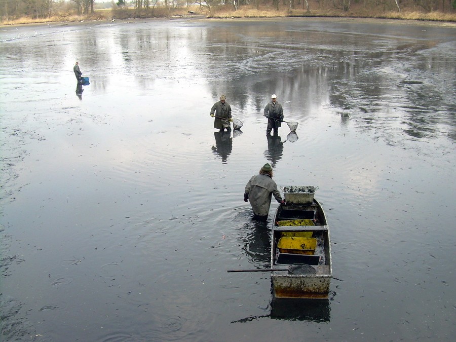 Malikovska 26.3.2011.