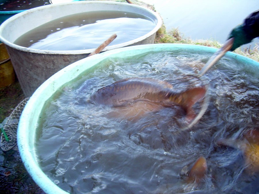 Voborsky 22.10.2011.