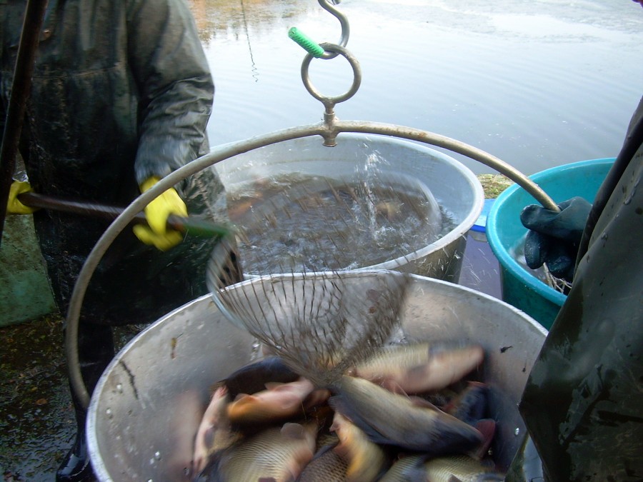 Voborsky 22.10.2011.