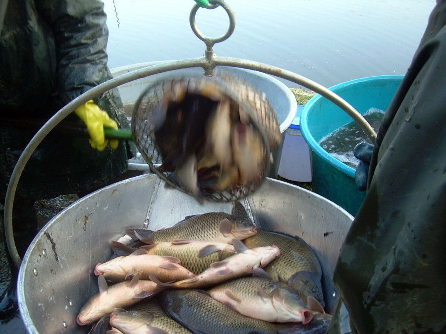 Voborsky 22.10.2011.