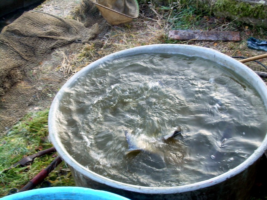 Voborsky 22.10.2011.