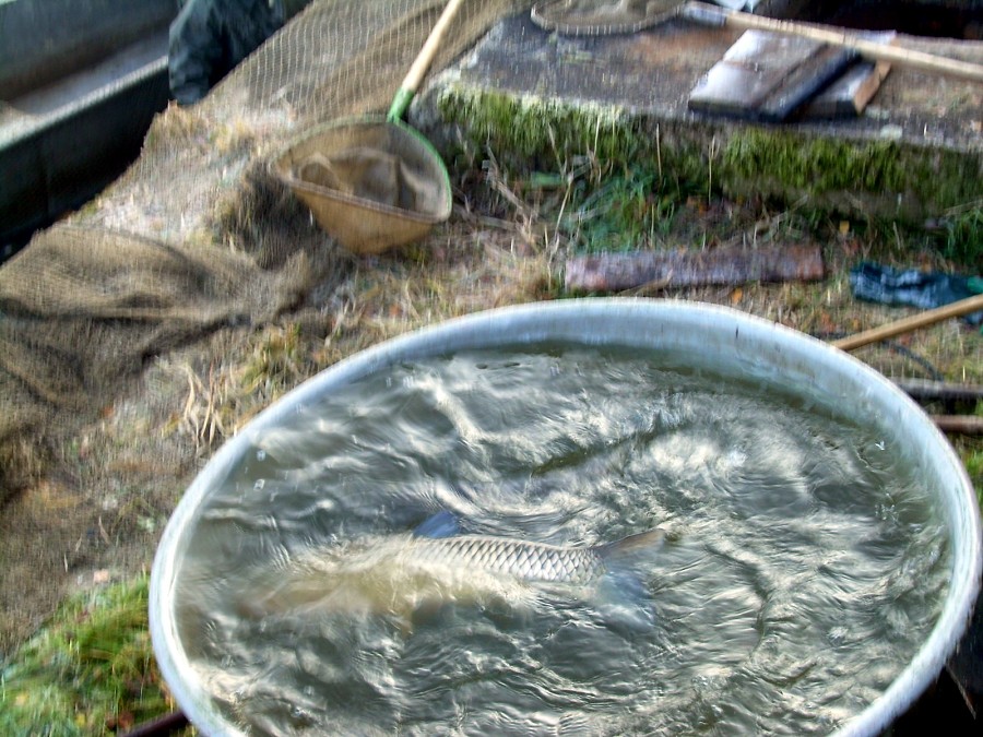 Voborsky 22.10.2011.