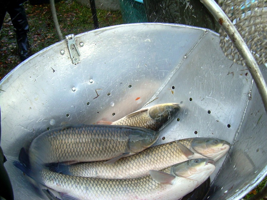 Voborsky 22.10.2011.