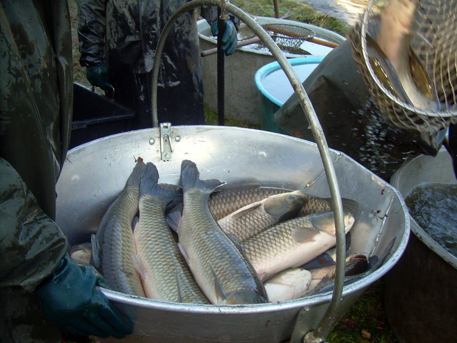 Voborsky 22.10.2011.