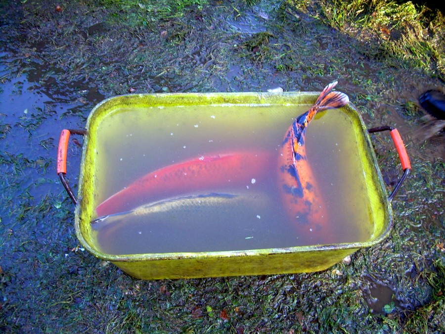 Voborsky 22.10.2011.