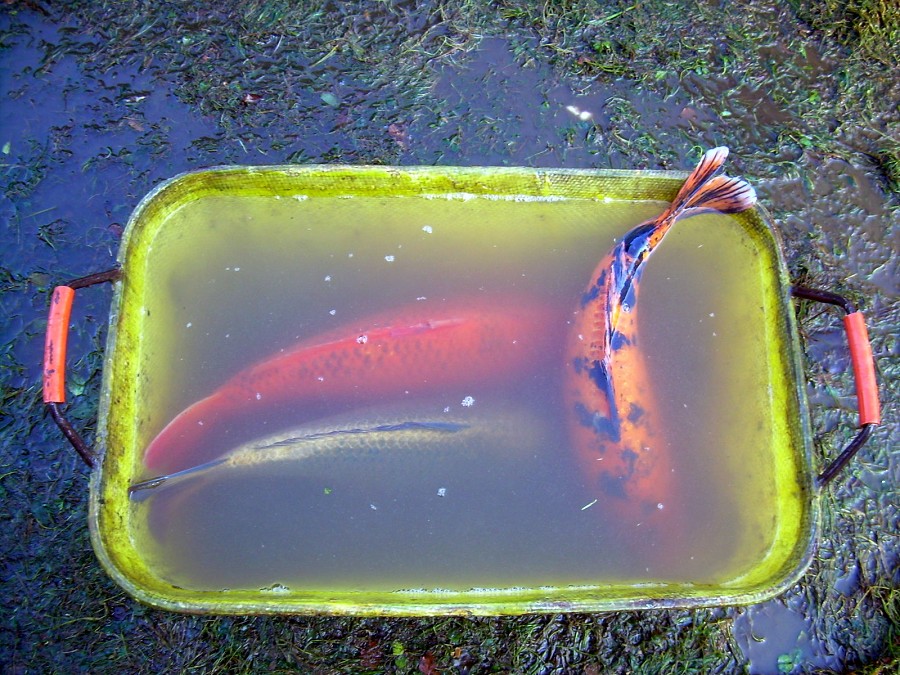 Voborsky 22.10.2011.